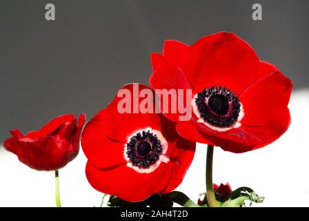 Rosso fiori ANEMONE, anemone coronaria Foto Stock