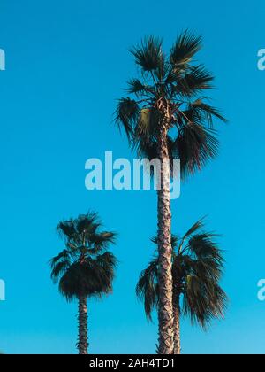 Palm Foto con copia spazio tre alte palme sulla spiaggia Foto Stock