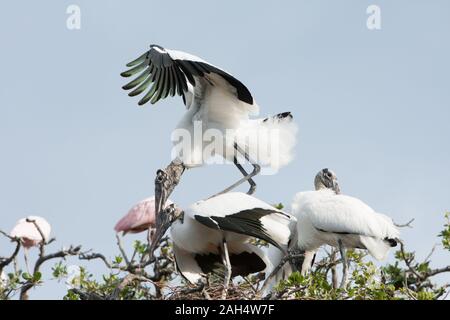 Due americani legno cicogne in accoppiamento una florida rookery. Foto Stock