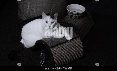 Gatto Protrait con marchio nero sulla testa e coda a righe nere che si rilassa su una sedia a onde lounger gatto con sisal vicino ciotola d'acqua. Foto Stock