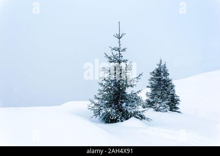 Semplice scena invernale con neve e due coperte di neve abeti contro pastello blu sullo sfondo. Minimalista paesaggio invernale in un giorno di neve. Copia spazio-fo Foto Stock