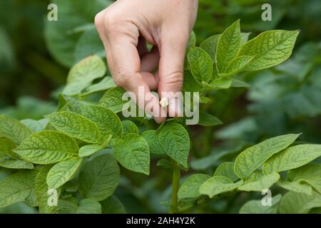 Raccolta a mano fiori di patate in giardino Foto Stock