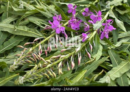 Le foglie e i fiori willow-herb (Ivan-tea) dopo la raccolta, primo piano Foto Stock