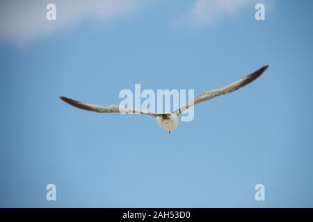 Uccelli in Hilton Head Foto Stock