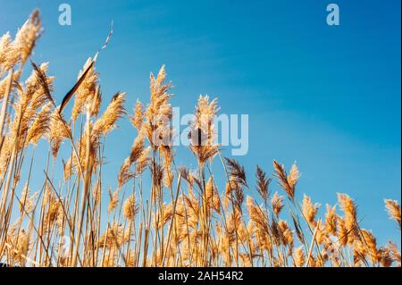 Erba secca fiori al vento, rosso reed ondeggiano al vento con blu cielo nuvoloso sfondo, reed campo in autunno. Foto Stock