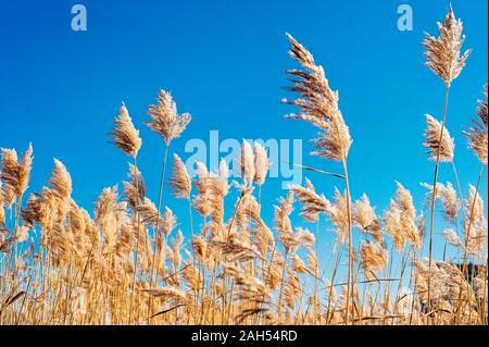 Erba secca fiori al vento, rosso reed ondeggiano al vento con blu cielo nuvoloso sfondo, reed campo in autunno. Foto Stock