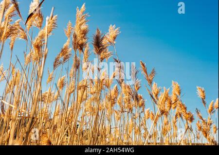 Erba secca fiori al vento, rosso reed ondeggiano al vento con blu cielo nuvoloso sfondo, reed campo in autunno. Foto Stock