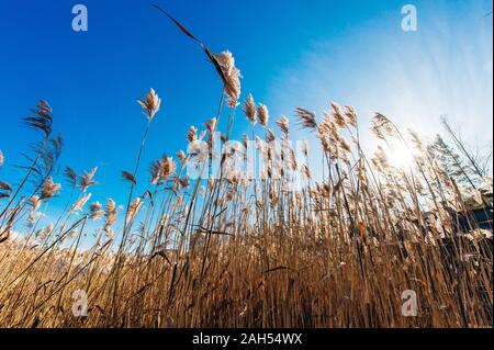 Erba secca fiori al vento, rosso reed ondeggiano al vento con blu cielo nuvoloso sfondo, reed campo in autunno. Foto Stock