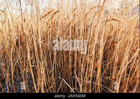 Erba secca fiori al vento, rosso reed ondeggiano al vento con blu cielo nuvoloso sfondo, reed campo in autunno. Foto Stock