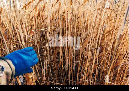 Erba secca fiori al vento, rosso reed ondeggiano al vento con blu cielo nuvoloso sfondo, reed campo in autunno. Foto Stock