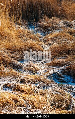 Erba secca fiori al vento, rosso reed ondeggiano al vento con blu cielo nuvoloso sfondo, reed campo in autunno. Foto Stock