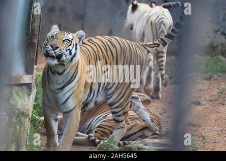 Una tigre è scalare la recinzione per vedere i visitatori all'interno dello zoo.la tigre bianca in piedi in erba guardando all'esterno,l'india(Royal tigre del Bengala) Foto Stock