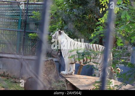 Una tigre è scalare la recinzione per vedere i visitatori all'interno dello zoo,l'india Foto Stock