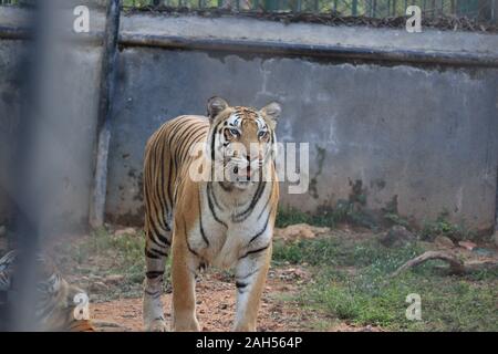 Una tigre è scalare la recinzione per vedere i visitatori all'interno dello zoo.la tigre bianca in piedi in erba guardando all'esterno,l'india(Royal tigre del Bengala) Foto Stock