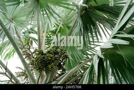 Closeup Palm tree e il mazzetto di plam frutta nella foresta tropicale. Fan di palma (Corypha umbraculifera) con foglie che sono palmately lobate. Piante ornamentali Foto Stock