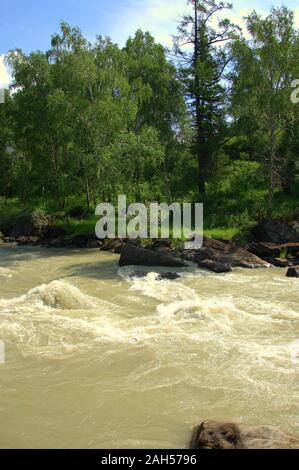 Un frammento di un burrascoso fiume di montagna con banchi ghiaiosi ricoperta da foresta. Chuya, Altai, Siberia, Russia. Foto Stock