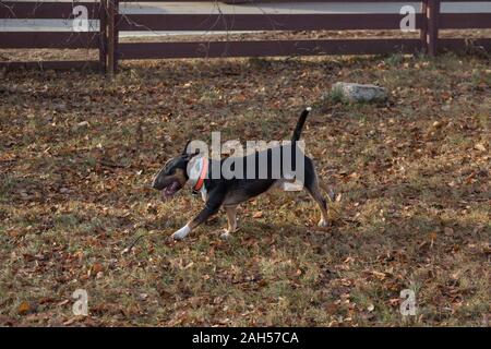 Miniatura bull terrier è in funzione nell'autunno del parco. Gli animali da compagnia. Cane di razza. Foto Stock