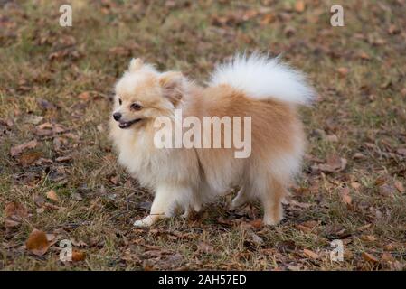 Carino pomerania spitz è camminare nel parco d'autunno. Gli animali da compagnia. Cane di razza. Foto Stock