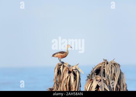 Minore di sibilo indiano anatra (Dendrocygna javanica) un albero delle paludi di nidificazione di uccelli acqua marrone con collo lungo grigio gambe bill spotted seduta sul lasciare a secco Foto Stock