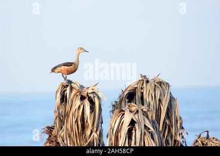 Minore di sibilo indiano anatra (Dendrocygna javanica), un albero delle paludi di nidificazione di uccelli acqua marrone con collo lungo grigio scuro gambe bill spotted seduta sul secco Foto Stock