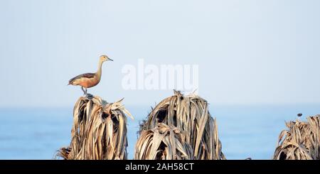 Minore di sibilo indiano anatra (Dendrocygna javanica), un albero delle paludi di nidificazione di uccelli acqua marrone con collo lungo e grigio scuro bill gambe seduto su asciutto lea Foto Stock