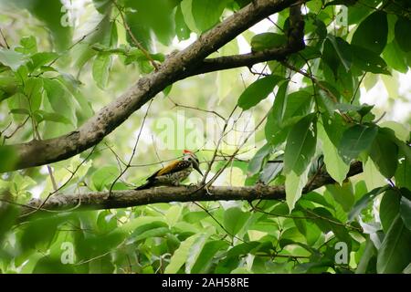 I capretti maggiore Picchio Pileated (dryocopus lineatus) individuato nel tronco di albero di bosco foresta. Un uccello con cresta rossa e le strisce bianche e nere Foto Stock