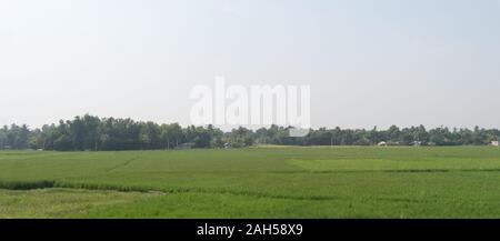 Orizzonte su campo agricolo e molla verde prato. Campagna farmland con riso paddy. Agricoltura verde con coltura alimentare. Villaggio rurale Indi Foto Stock