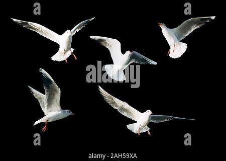 Set di gabbiani isolata su uno sfondo nero. Foto Stock