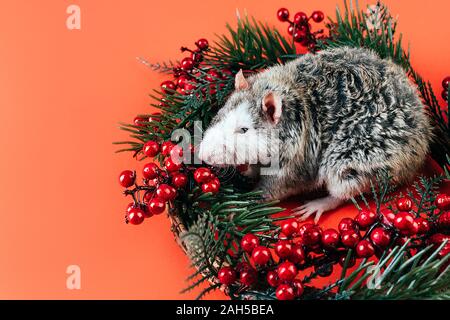 Grigio-bianco bellissimo Ratto purosangue seduta in una ghirlanda di Natale Foto Stock