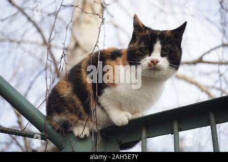 Tricolore cat resto sul recinto nei pressi di betulla. Foto Stock