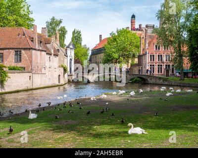 Wijngaard ponte sul canal e uccelli nel parco di Wijngaardplein nella città vecchia di Bruges, Belgio Foto Stock