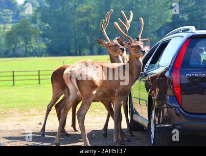 Cervo con corna di cervo bloccato le loro teste in una finestra auto su safari a Longleat Safari Park, Warminster, Wiltshire, Inghilterra, Regno Unito Foto Stock