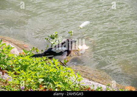 Una gazza in piedi su una roccia dall'acqua in una calda giornata estiva in Svezia Foto Stock