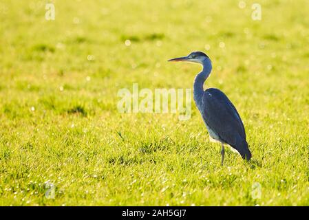 Airone cinerino (Ardea cinerea ) sul prato al tramonto Foto Stock