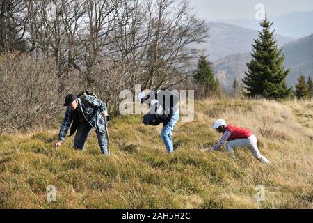 Famiglia turistica durante un escursione su di un crinale di foresta raccoglie e mangiare i mirtilli in autunno Foto Stock