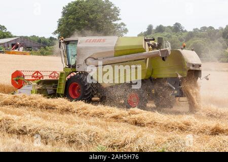 Claas Tucano 440 Mietitrebbia Claas con V600 barra falciante campo di raccolta del frumento coltivato per l'inverno di alimentazione di bestiame su un caseificio. Foto Stock