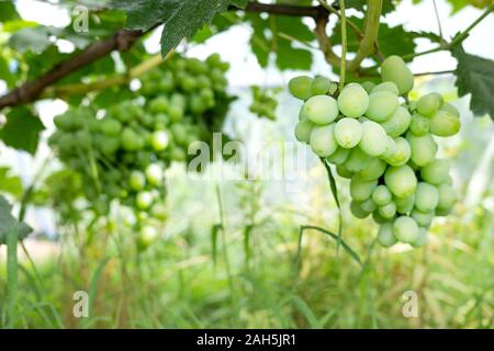 Mature grappoli di uva sulla vite. Un grappolo di uva con un posto per una copia dello spazio. Foto Stock