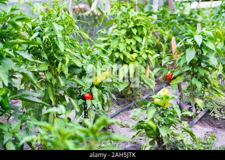 Varie bussole con maturi di peperone dolce nel giardino. Crescendo di peperone dolce in giardino Foto Stock