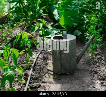 Foto cespugli di pomodoro e pepe in serra con un metallo polivalki. Annaffiatoio per irrigazione in serra. Foto concettuale sul tema Foto Stock