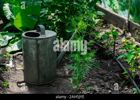 Foto cespugli di pomodoro e pepe in serra con un metallo polivalki. Annaffiatoio per irrigazione in serra. Foto concettuale sul tema Foto Stock