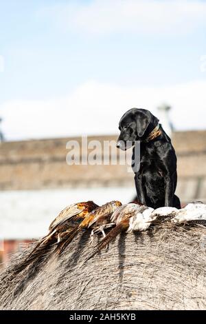 Una caccia al fagiano Black Lab nel South Dakota Foto Stock