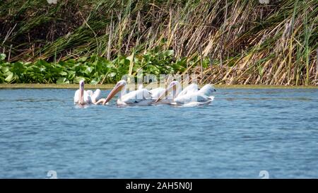 La pesca grande pellicani bianchi nel delta del Danubio Foto Stock