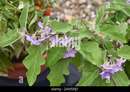 Melanzana, Solanum melongena, auch genannt Eierfrucht, ist eine Gemuese- und Heilpflanze. Melanzana, Solanum melongena, chiamato anche uova, frutta è un veg Foto Stock