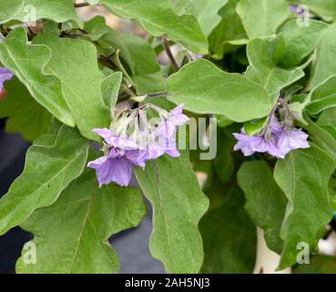 Melanzana, Solanum melongena, auch genannt Eierfrucht, ist eine Gemuese- und Heilpflanze. Melanzana, Solanum melongena, chiamato anche uova, frutta è un veg Foto Stock