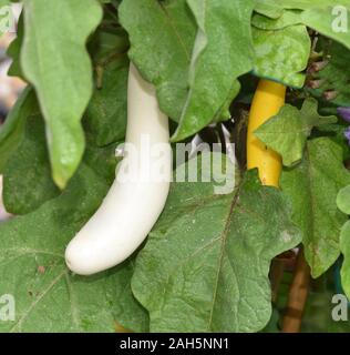 Melanzana, Solanum melongena, auch genannt Eierfrucht, ist eine Gemuese- und Heilpflanze. Melanzana, Solanum melongena, chiamato anche uova, frutta è un veg Foto Stock