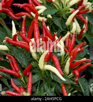 Topfchili, Zierpaprika, Capsicum Medusa, ist eine Gewuerz- und Zierpflanze mit roten und gelben Schoten die sehr scharf sind. Pot chili, ornamentali pa Foto Stock