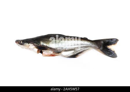 Ikan Patin o argento Catfish o iridescente pesce squalo o nome scientifico Pangasius Sutchi isolati su sfondo bianco Foto Stock