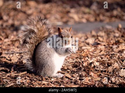Un ingrassare grigio orientale scoiattolo (Sciurus carolinensis) pronto per l'inverno sulle zampe posteriori guardando la telecamera tenendo in mano un pezzo di pane lasciato dai locali, Foto Stock