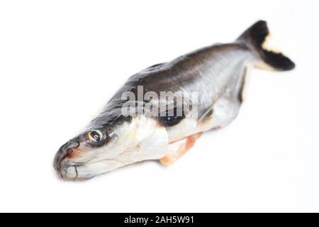 Ikan Patin o argento Catfish o iridescente pesce squalo o nome scientifico Pangasius Sutchi isolati su sfondo bianco Foto Stock