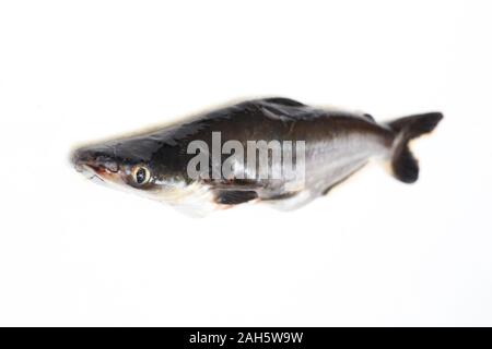 Ikan Patin o argento Catfish o iridescente pesce squalo o nome scientifico Pangasius Sutchi isolati su sfondo bianco Foto Stock